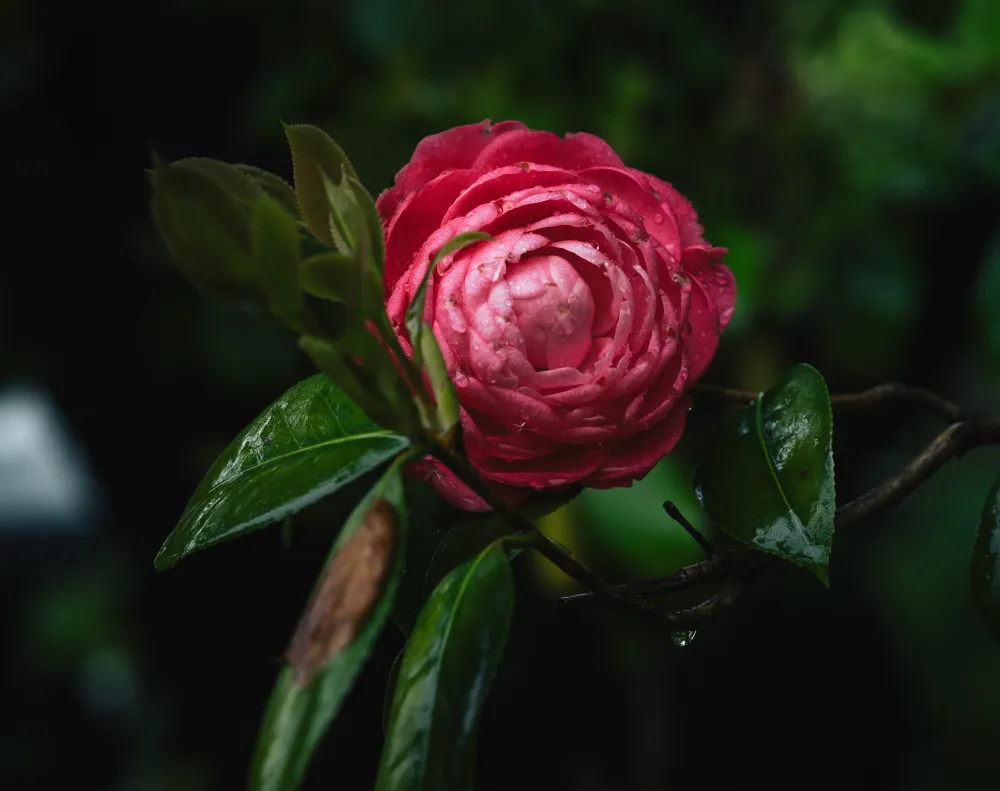 整備された山に息づく花